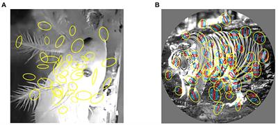 The brain-inspired decoder for natural visual image reconstruction